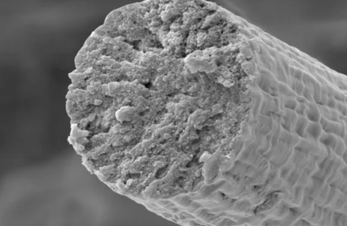 一种通过改造微生物生产出的新型人造肌肉纤维